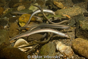 European Brook Lamprey (Lampetra planeri) - grupensex in ... by Viktor Vrbovský 